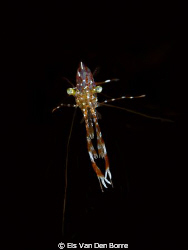 Small shrimp by Els Van Den Borre 